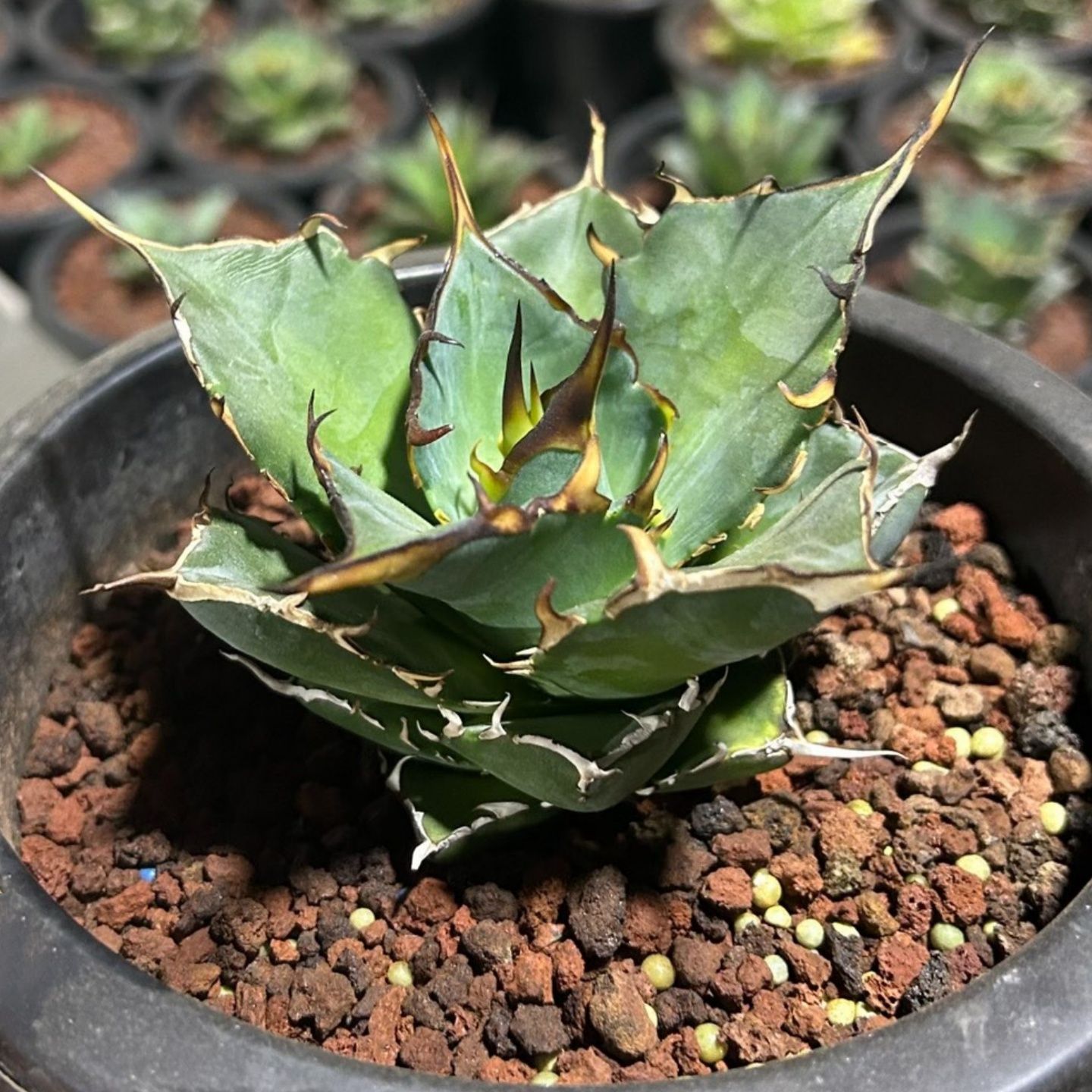 A299 特選アガベ チタノタ Hadesハデス恐竜牙歯陽炎狂棘 極上大株