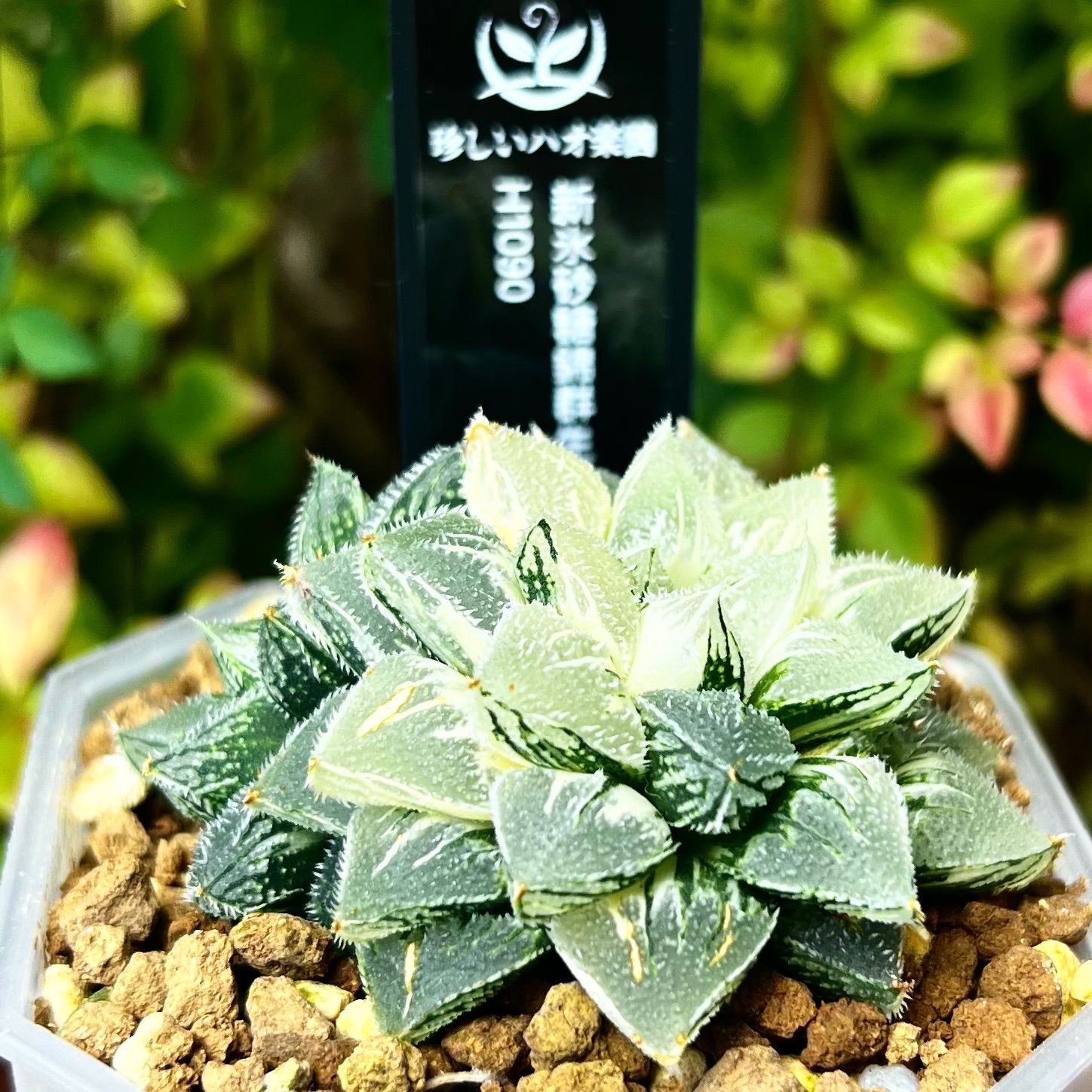 ち*わ様 ハオルチア 秋祭り錦 極上斑 ハオルチア 新氷砂糖錦 極上斑