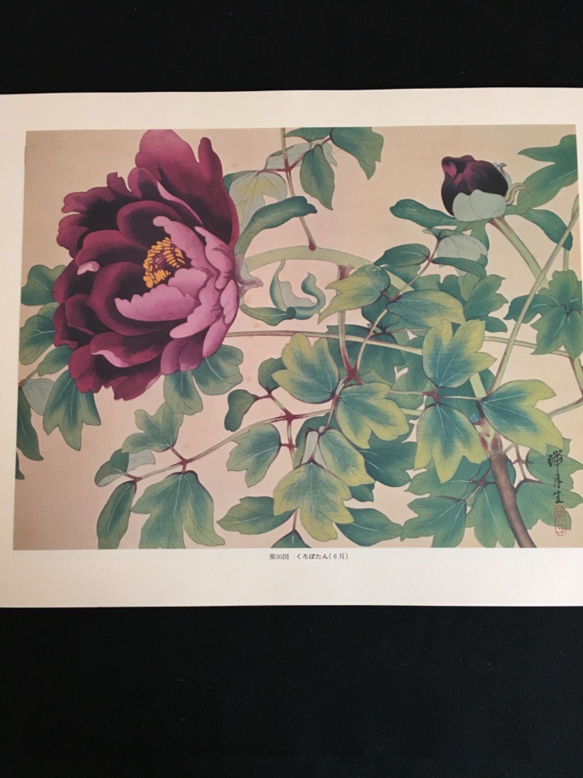 瑞月草花画譜 - メルカリ