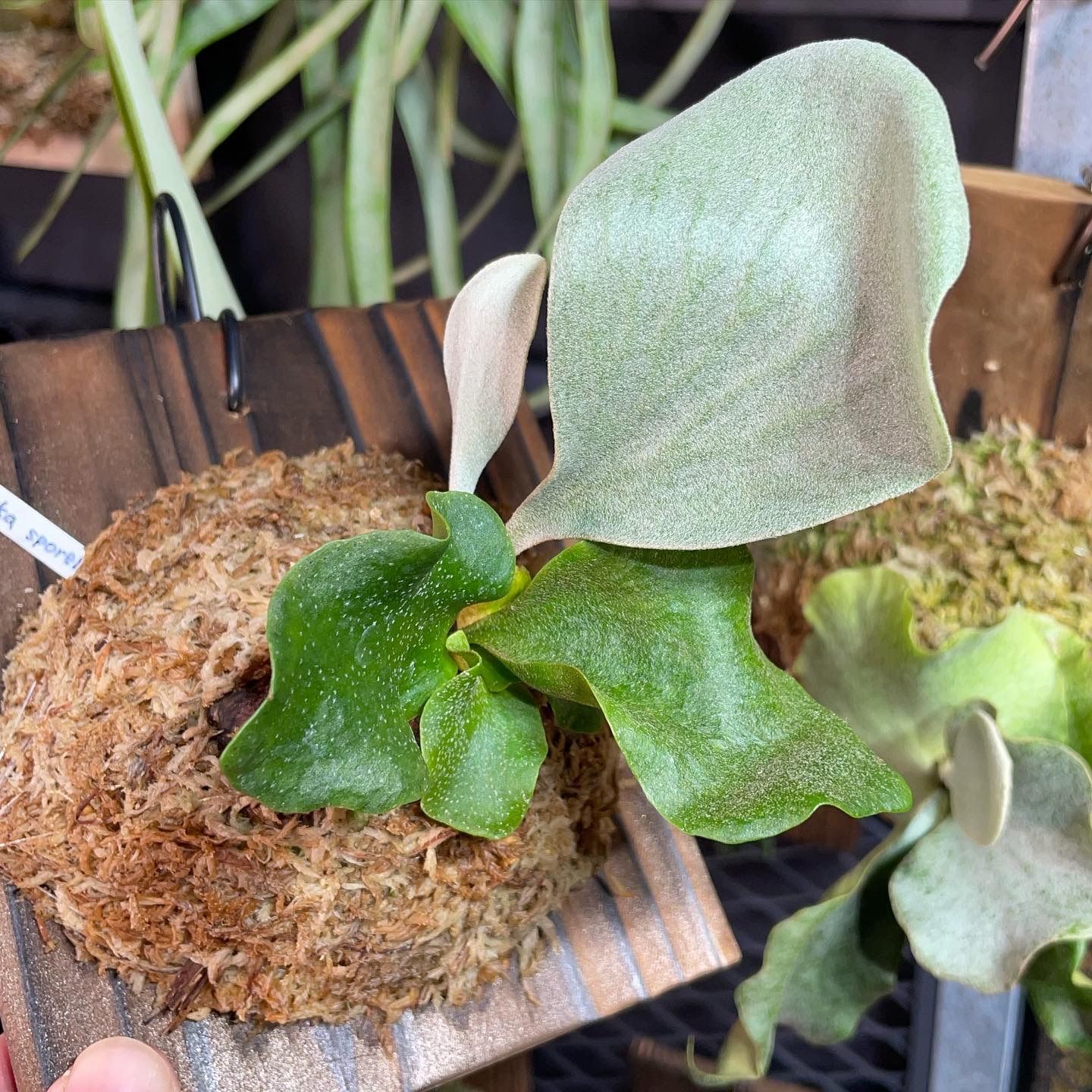 ビカクシダセット15株 エルサOC、ミスタースーダンOC、ギンカなど