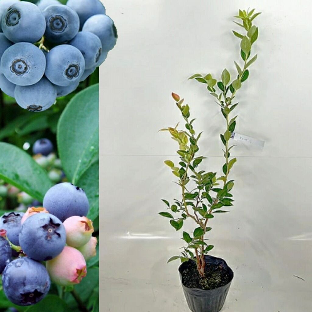 ブルーベリー苗 シャープブルー&オニール大苗2本セット ブルーベリー