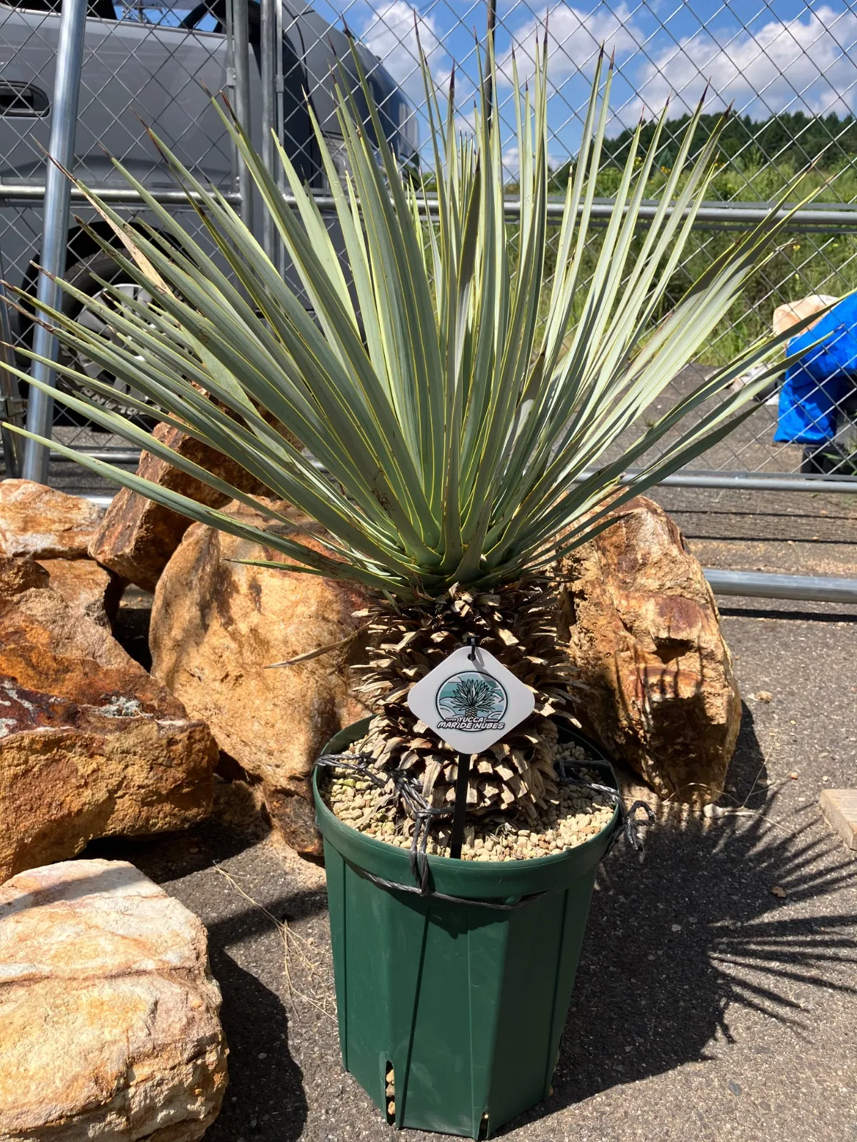 ユッカ ユッカロストラータ ブルーサンダー ロストラータ ブルー