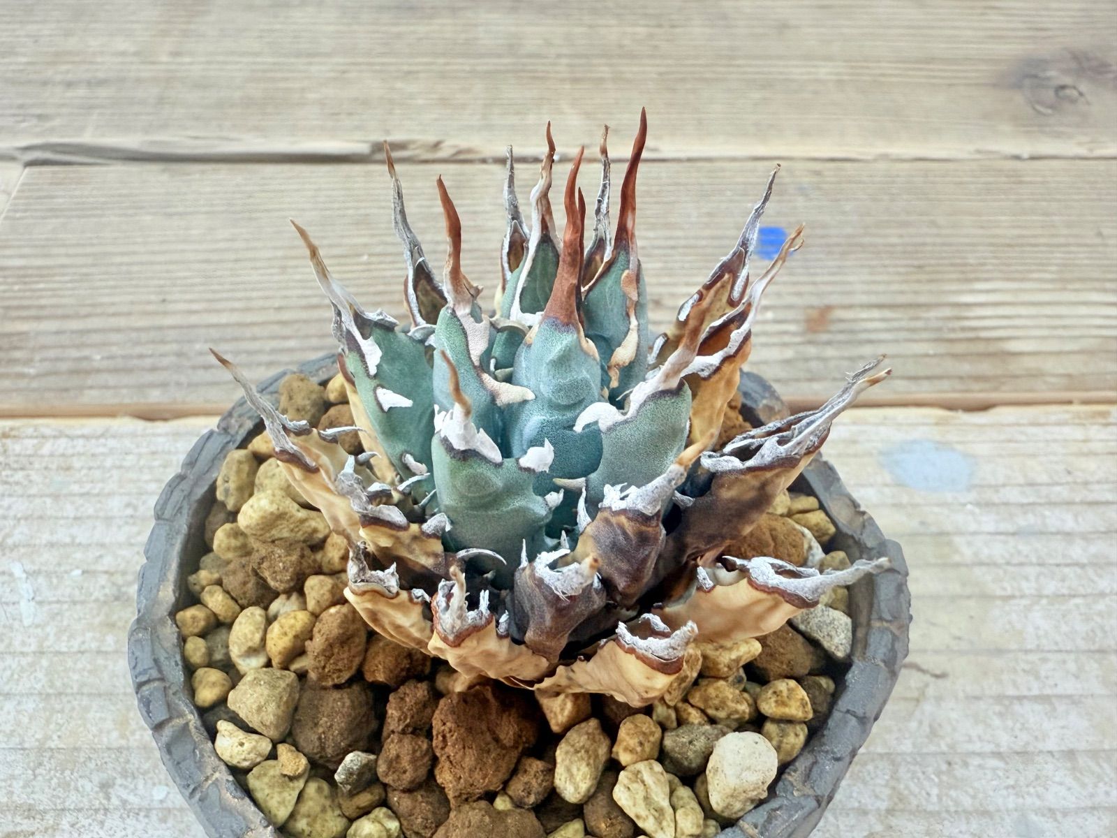 787 アガベ ユタエンシス エボリスピナ 丸型 51 アガベ ユタエンシス