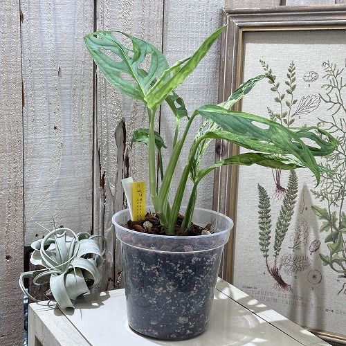 希少 モンステラ アンダーソニー マダラ 4.5号 斑入り 希少！ 観葉植物
