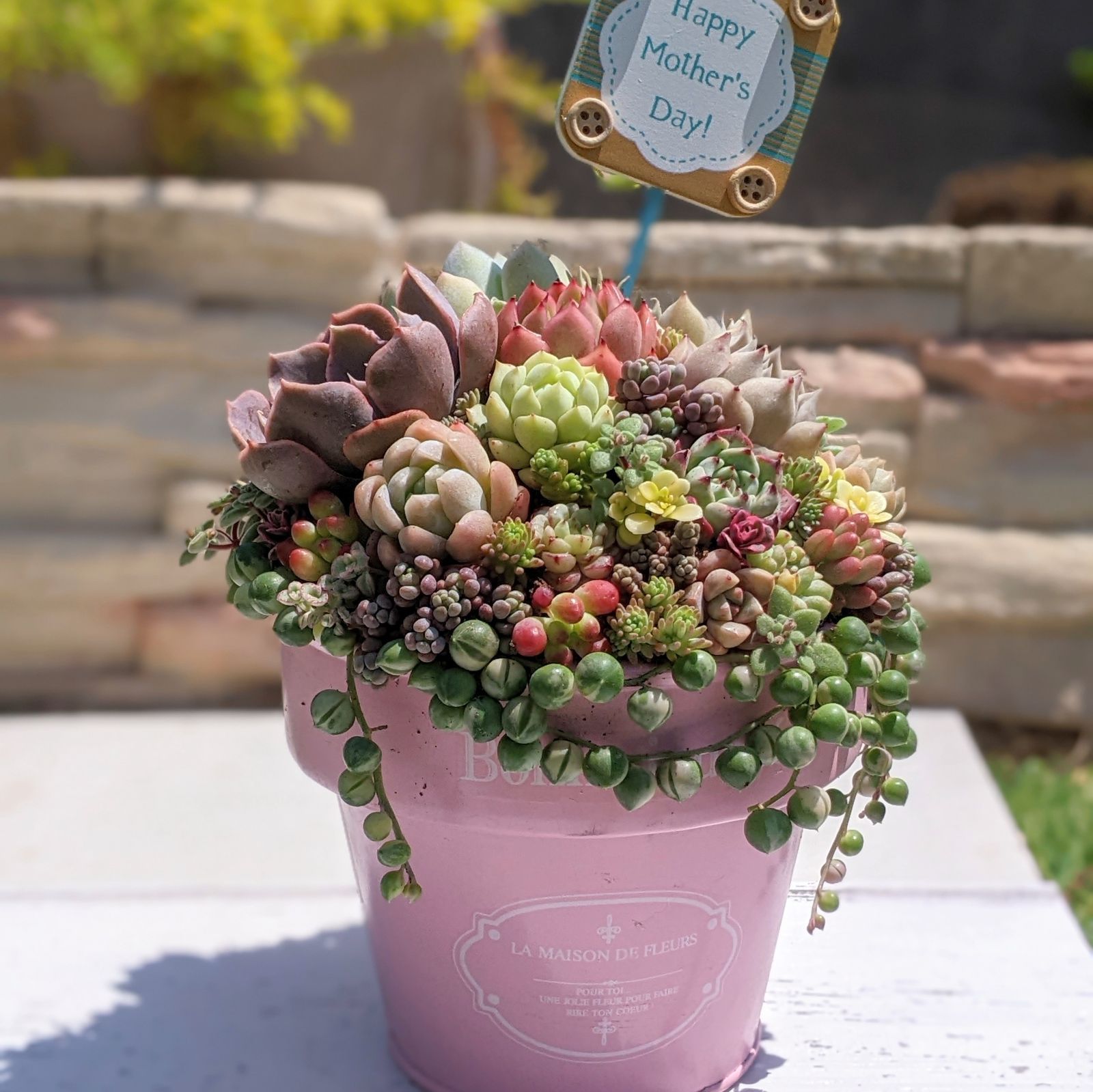 そのまま飾れる多肉植物寄せ植え 猫ちゃんミルクパン 管理書付 【公式