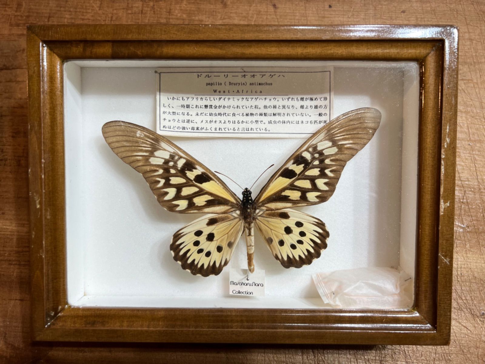 ドルーリーオオアゲハ♂ 超大型 標本 185mm☆アフリカ産☆本当に巨大