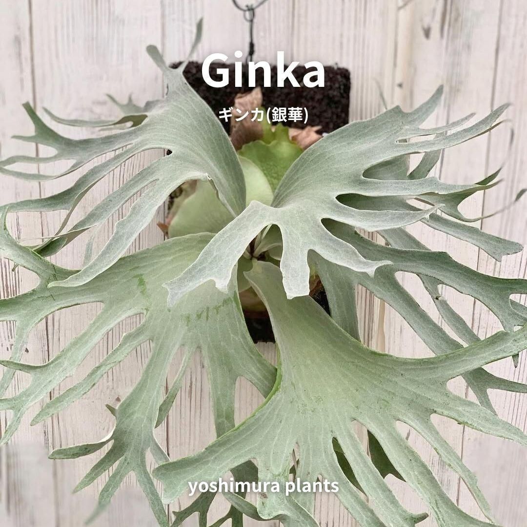胞子] Ginka ギンカ 銀華 ビカクシダ - メルカリ