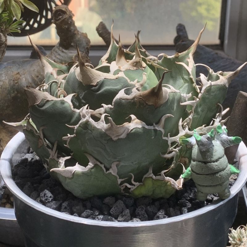 483【上澳園芸】 アガベ チタノタ 白鯨錦 覆輪斑 極上希少 子株 【公式