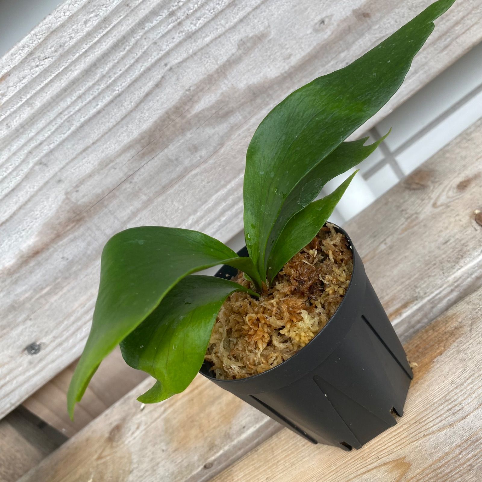 P. Flamenco（hillii x coronarium）TC ビカクシダ - メルカリ