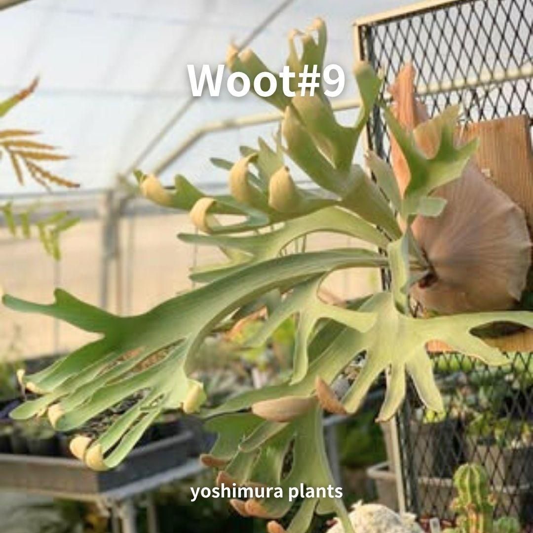胞子] Woot#9 ビカクシダ - メルカリ