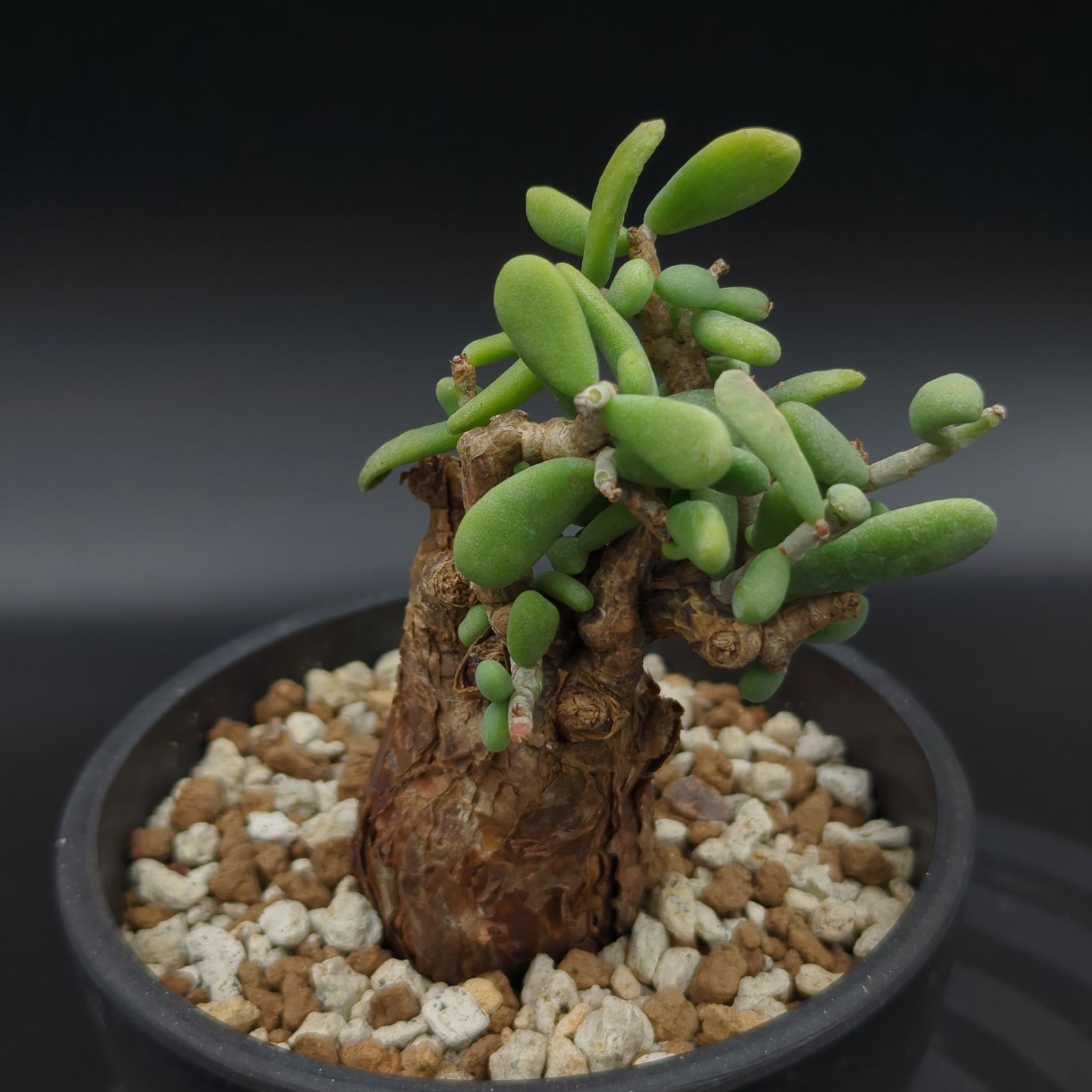 ケラリアピグマエア 現地球 発根済み 成長期 【公式通販】