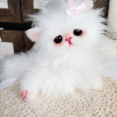 エキゾチックロングヘア子猫ちゃん♡アートドール♡ぬいぐるみ♡大きめ