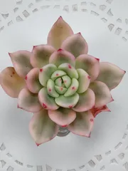 2026年最新】フラメンコ錦の人気アイテム - メルカリ