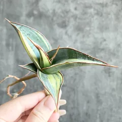 2026年最新】サンスベリア ピングイキュラ 斑入りの人気アイテム