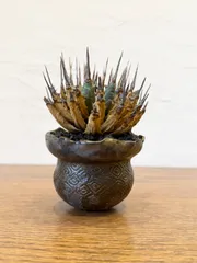 2026年最新】エボリスピナ 現地の人気アイテム - メルカリ