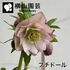 横山園芸】クリスマスローズ 開花株 4.5号ラベル苗［個体番号#225