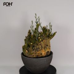 F52 アデニア ペチュエリー Adenia pechuelii ナミビア産 発根済み