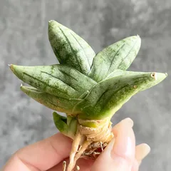 2026年最新】サンスベリア 希少の人気アイテム - メルカリ