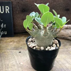 2026年最新】塊根植物の人気アイテム - メルカリ