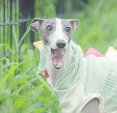 Lサイズ100枚】脂肪冷却用保護シート 匿名配送 冷却トリートメント