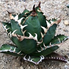 アガベ パラサナ錦 ファイヤーボール 大株 - メルカリ