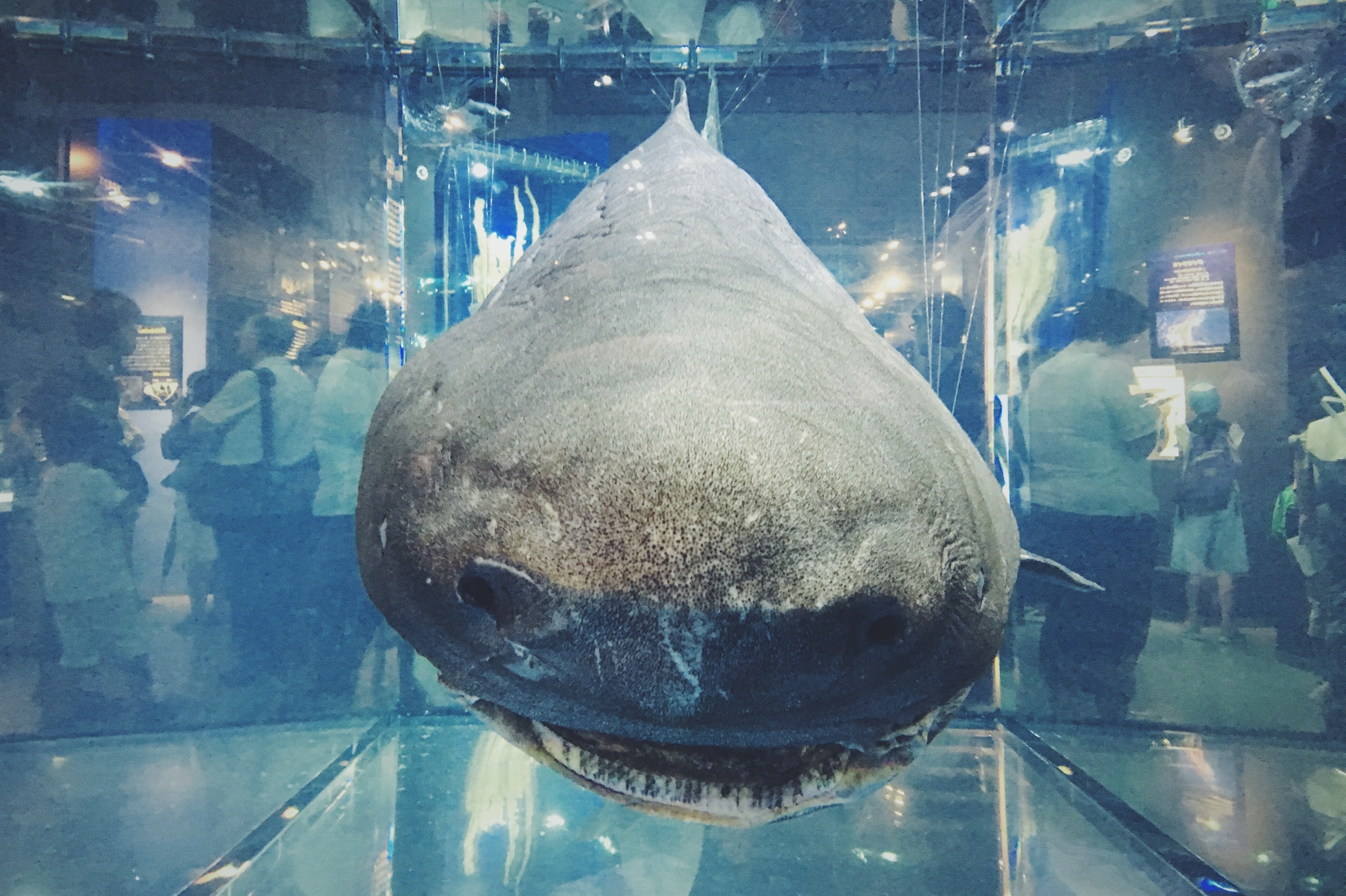 古代のサメの標本 #2864｜稲垣純也