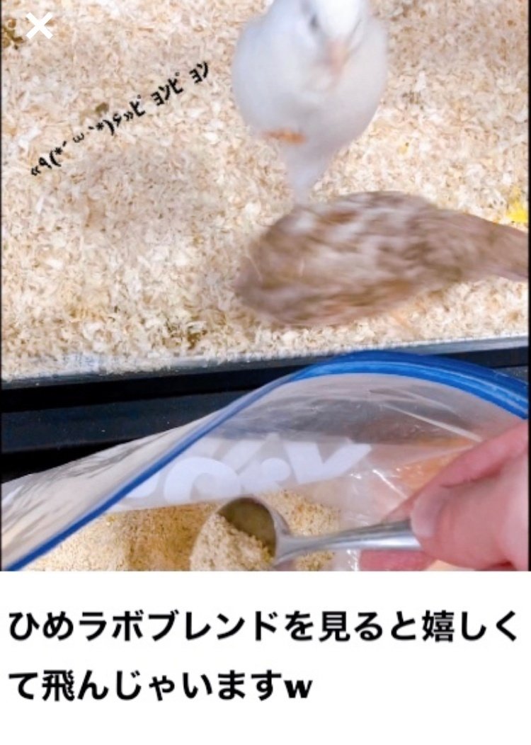 ひめうずら研究室の餌 成鳥用｜ひめうずら研究室