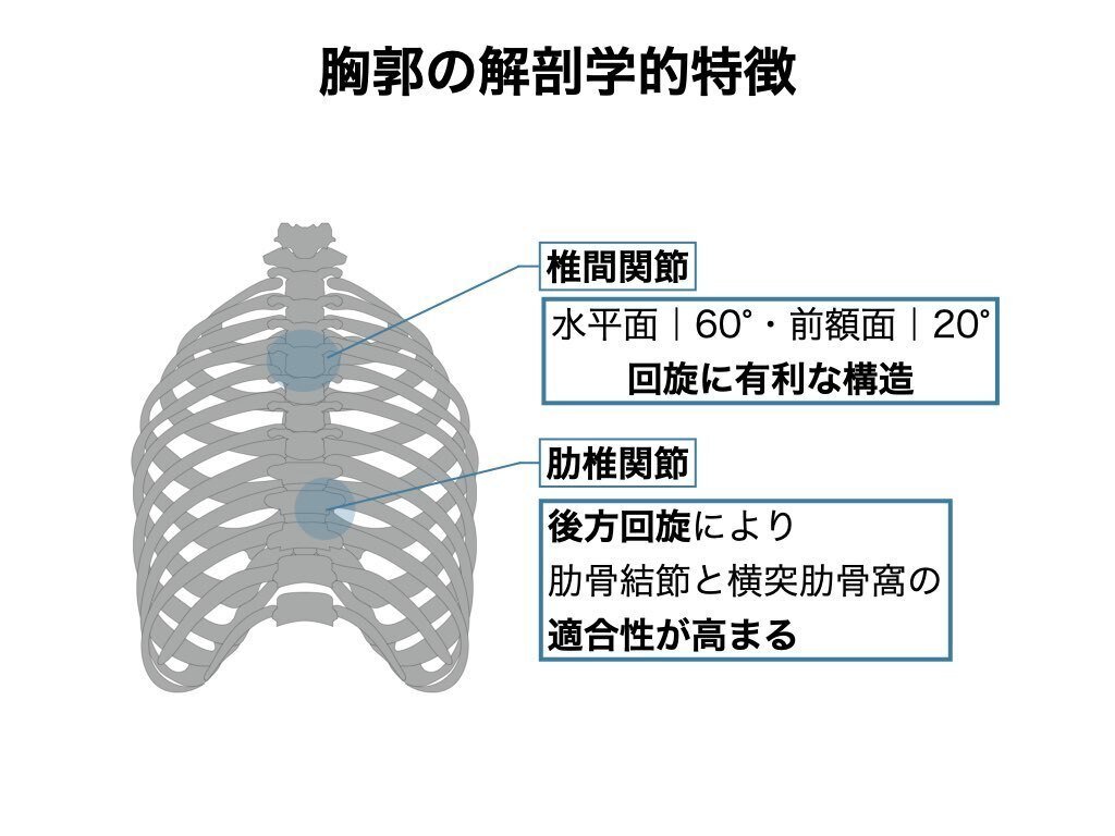 解剖学的特徴から考える胸郭アプローチ｜平 純一朗｜理学療法士