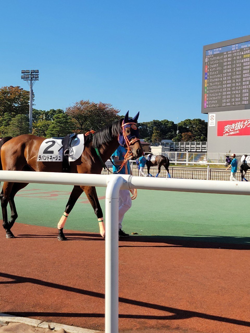カップルのデート&女子にもオススメスポット🐴 🌟地方競馬【大井競馬場