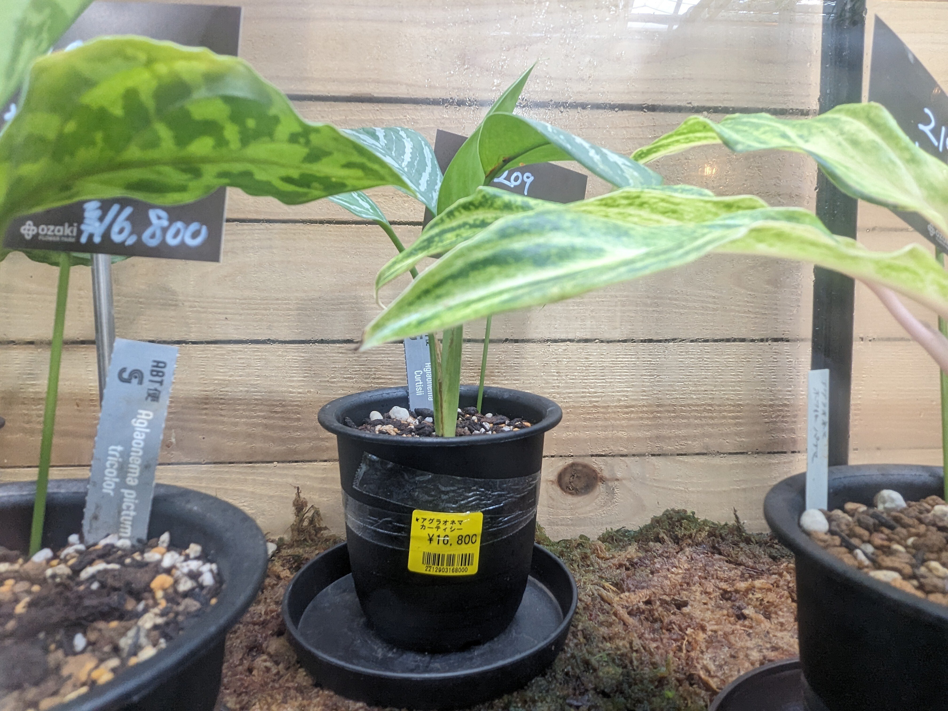 アグラオネマ カーティシー」を買った話｜nishioka