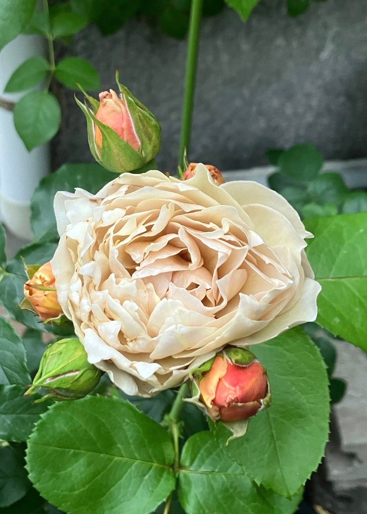 気高きシャルロットペリアン｜バラ