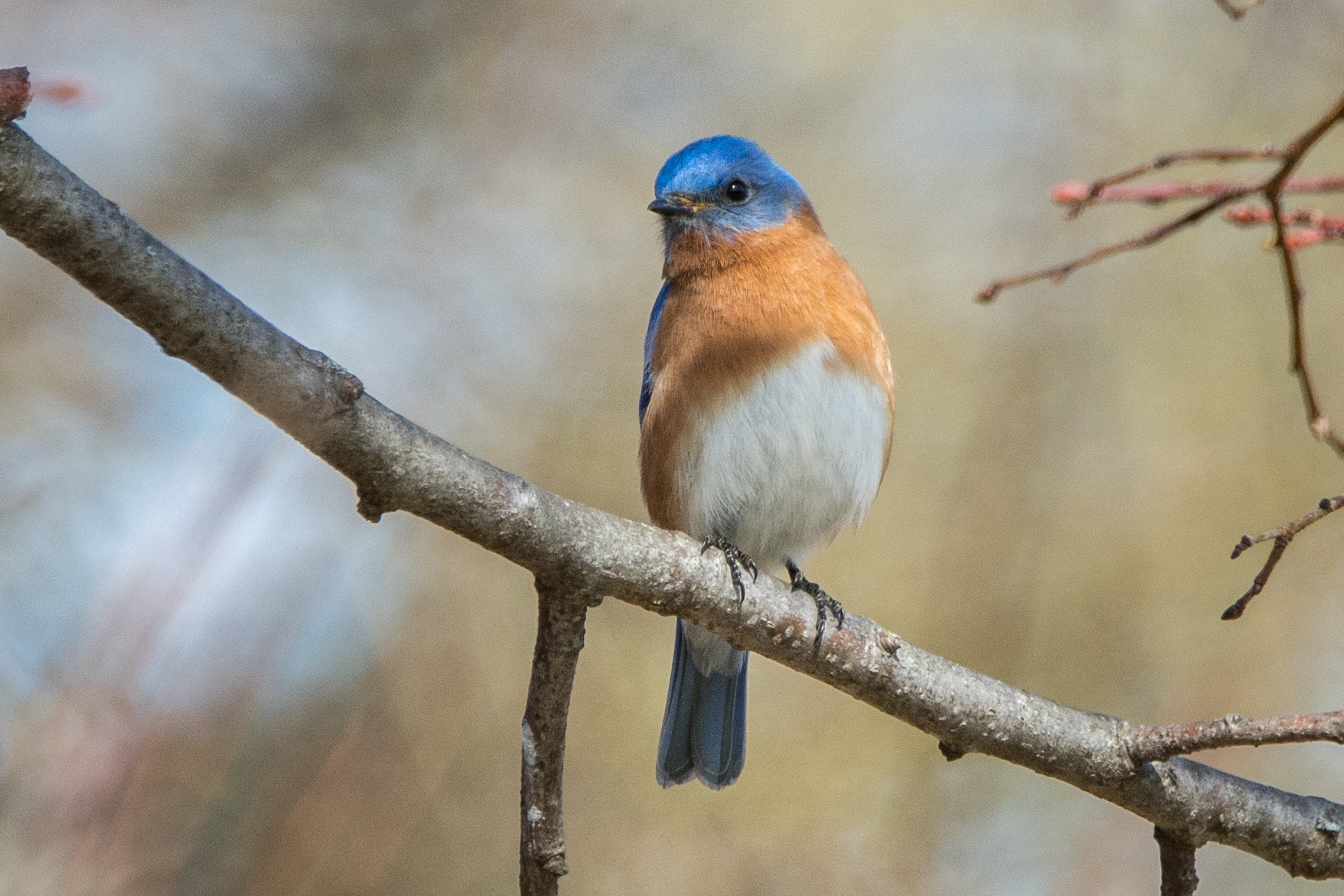 シカゴでバードウォッチング！】青い鳥｜ローリー