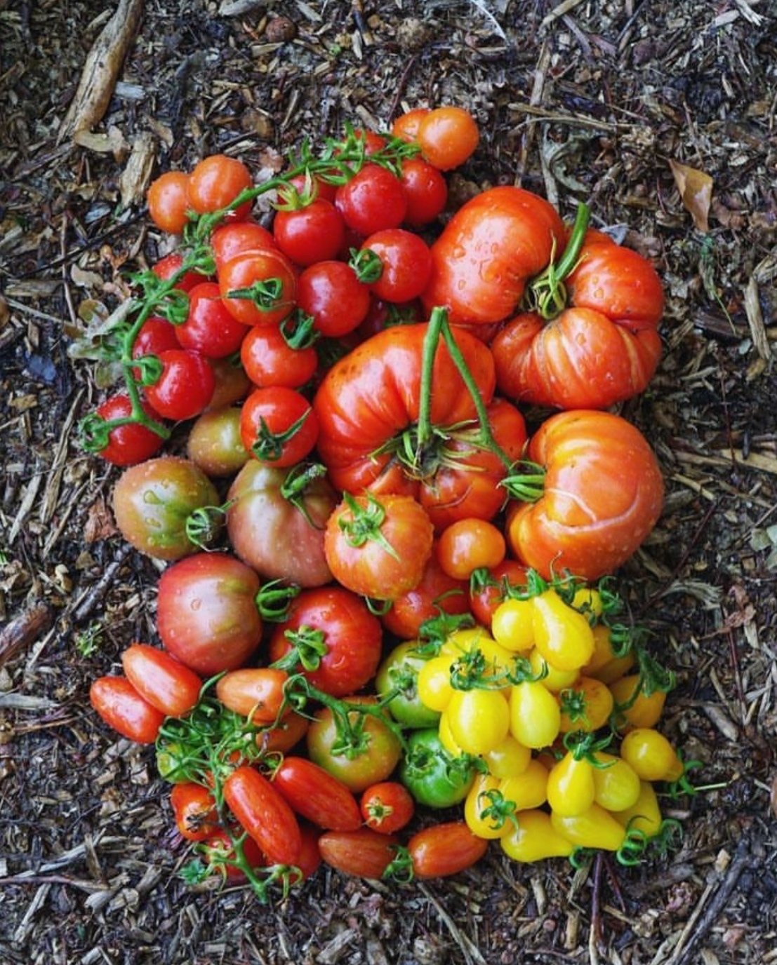 自家製セミドライトマトとブルスケッタ｜KT