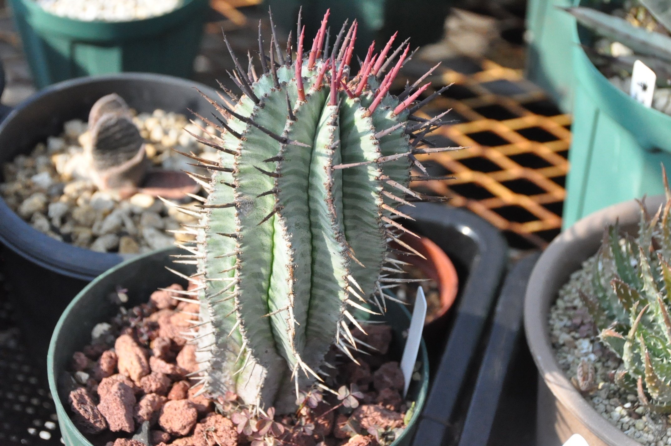 ユーフォルビアの魅力｜KKGREEN