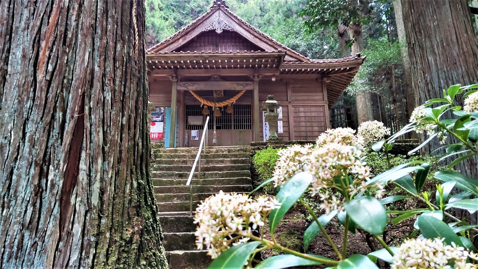 龍と、謎の瀬織津姫を訪ねて 前編｜birdfilm