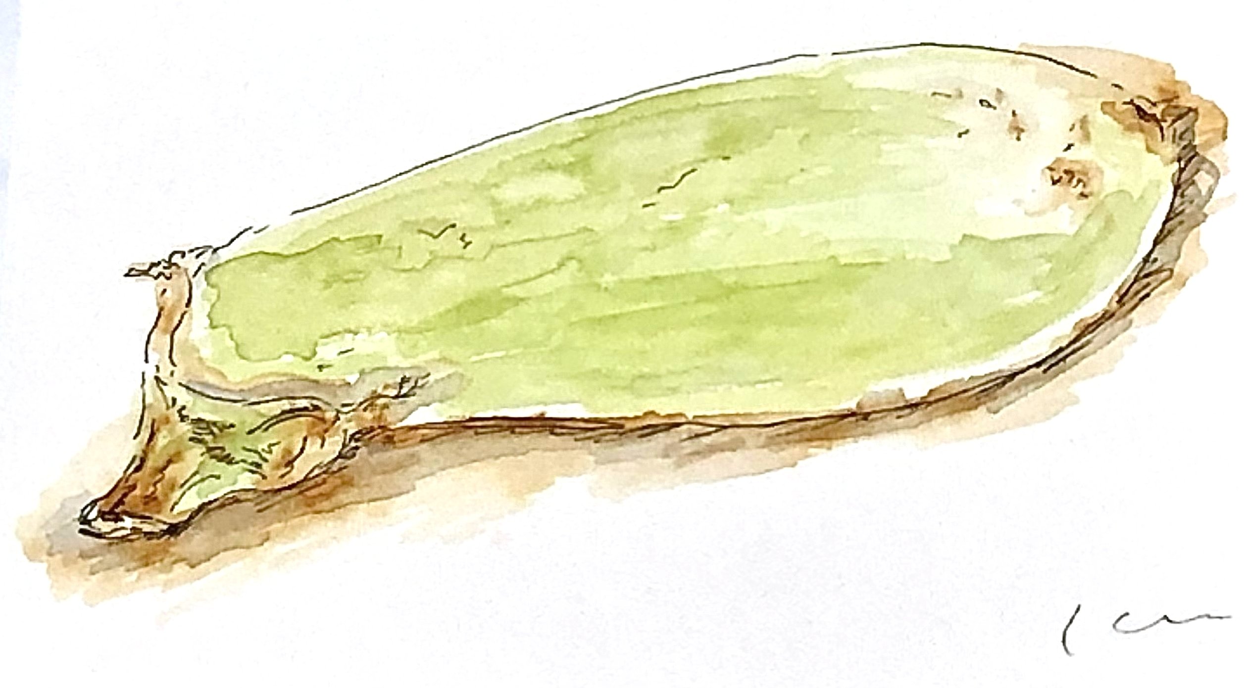 もらった『夏野菜』美味しくいただいたので、描いてみました。【水彩