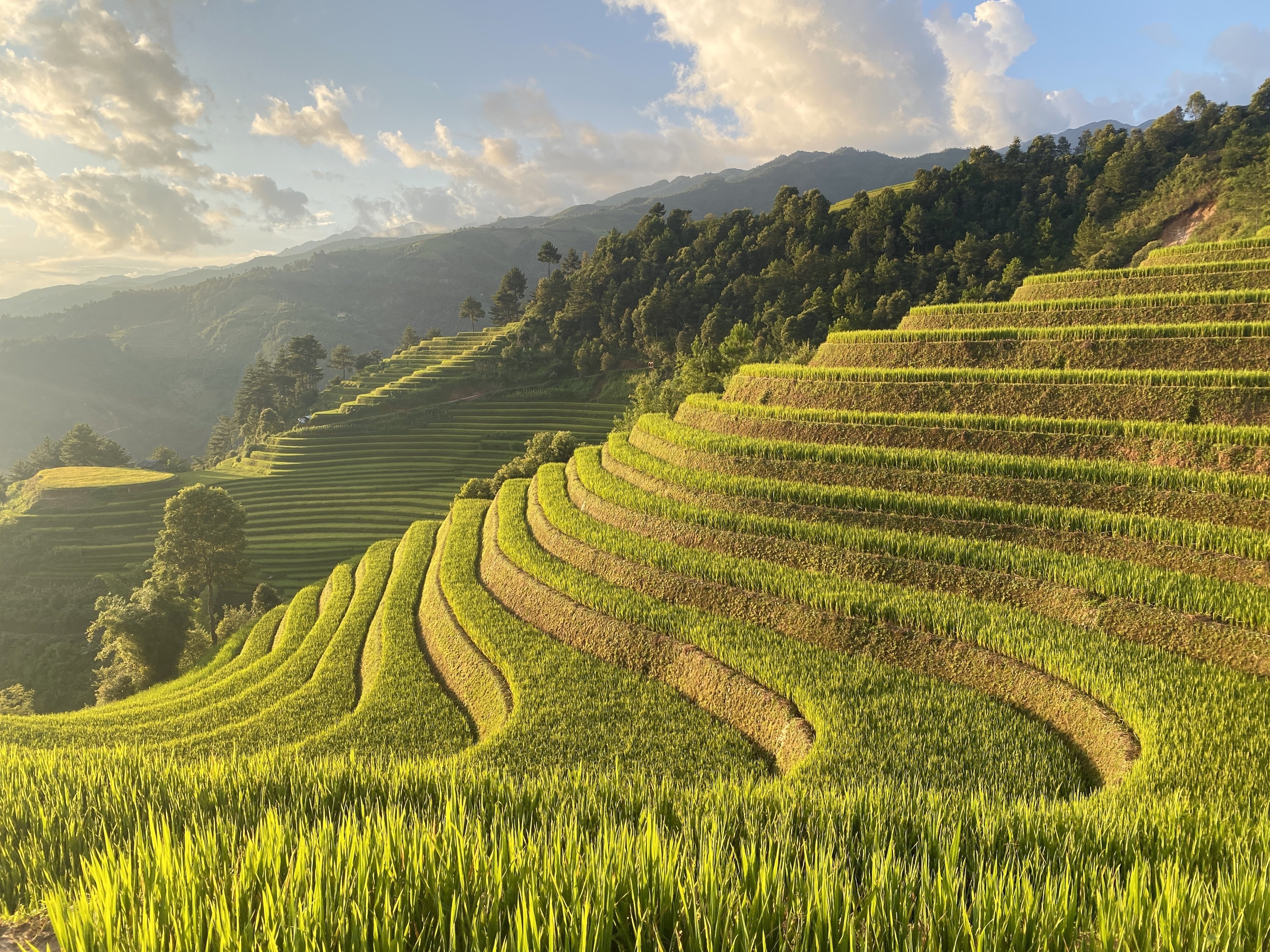 一度は見てみたい！黄金に輝くムーカンチャイの棚田｜yuka / ベトナム