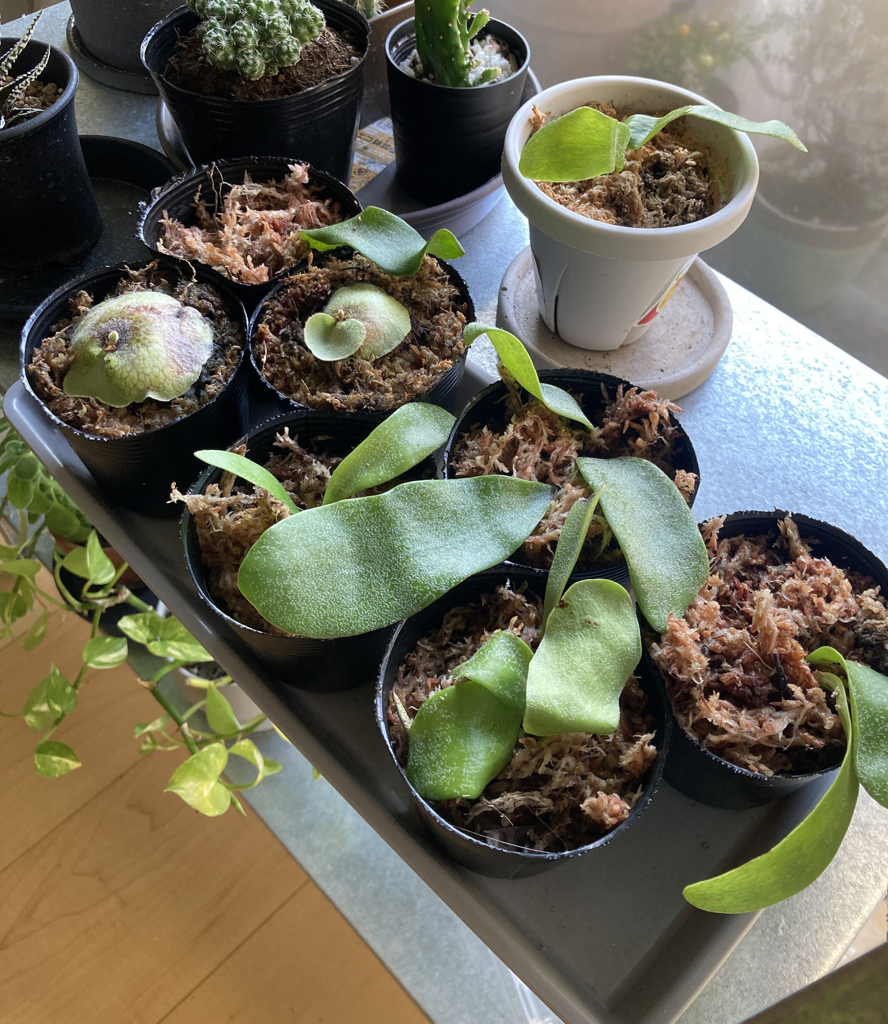 ビカクシダ ghost ゴースト 子株 ビカクシダ 子株 ビカクシダ Platycerium