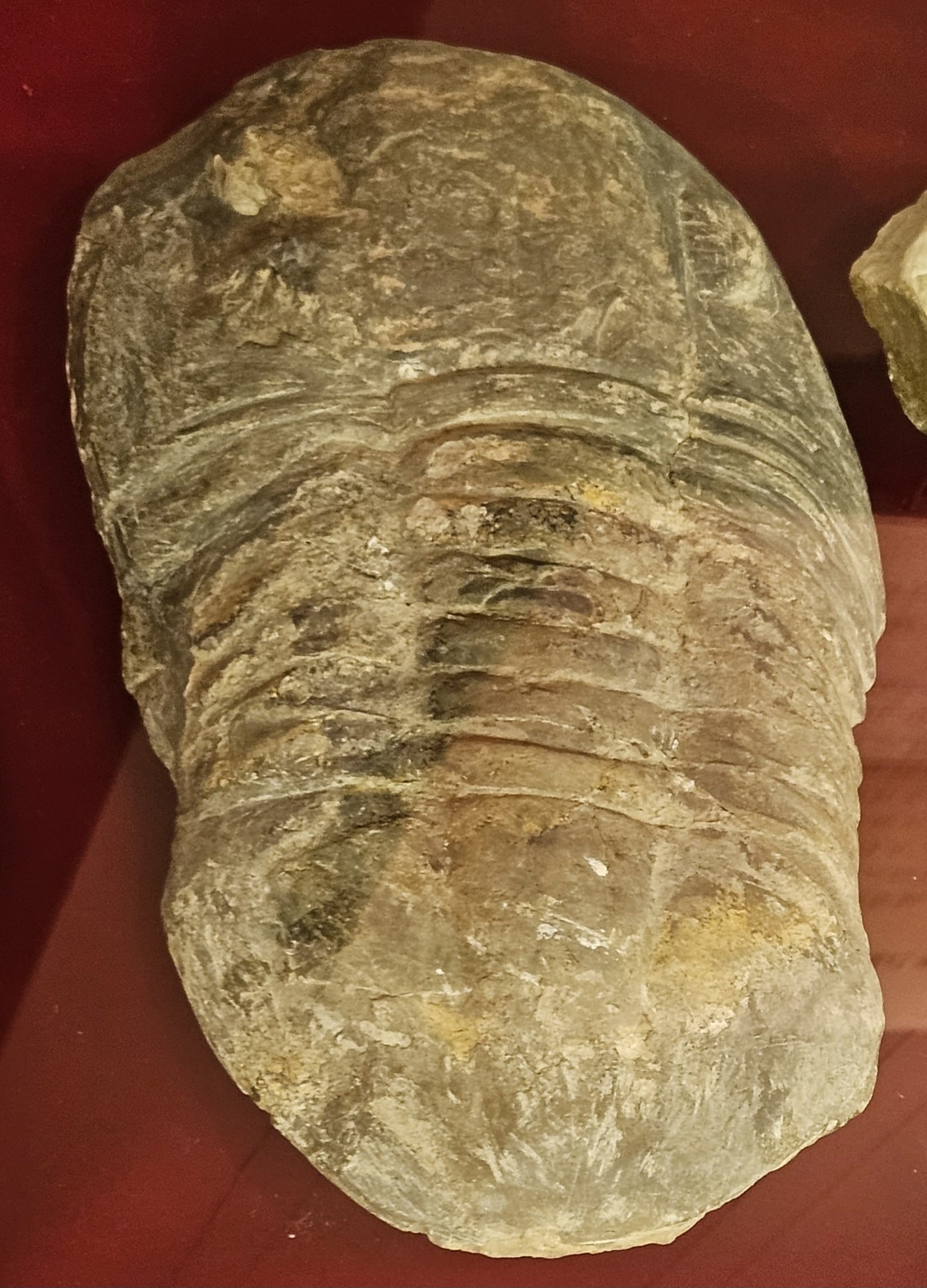 The Lost Universe 古代の巨大海洋節足動物③巨大三葉虫｜美原さつき