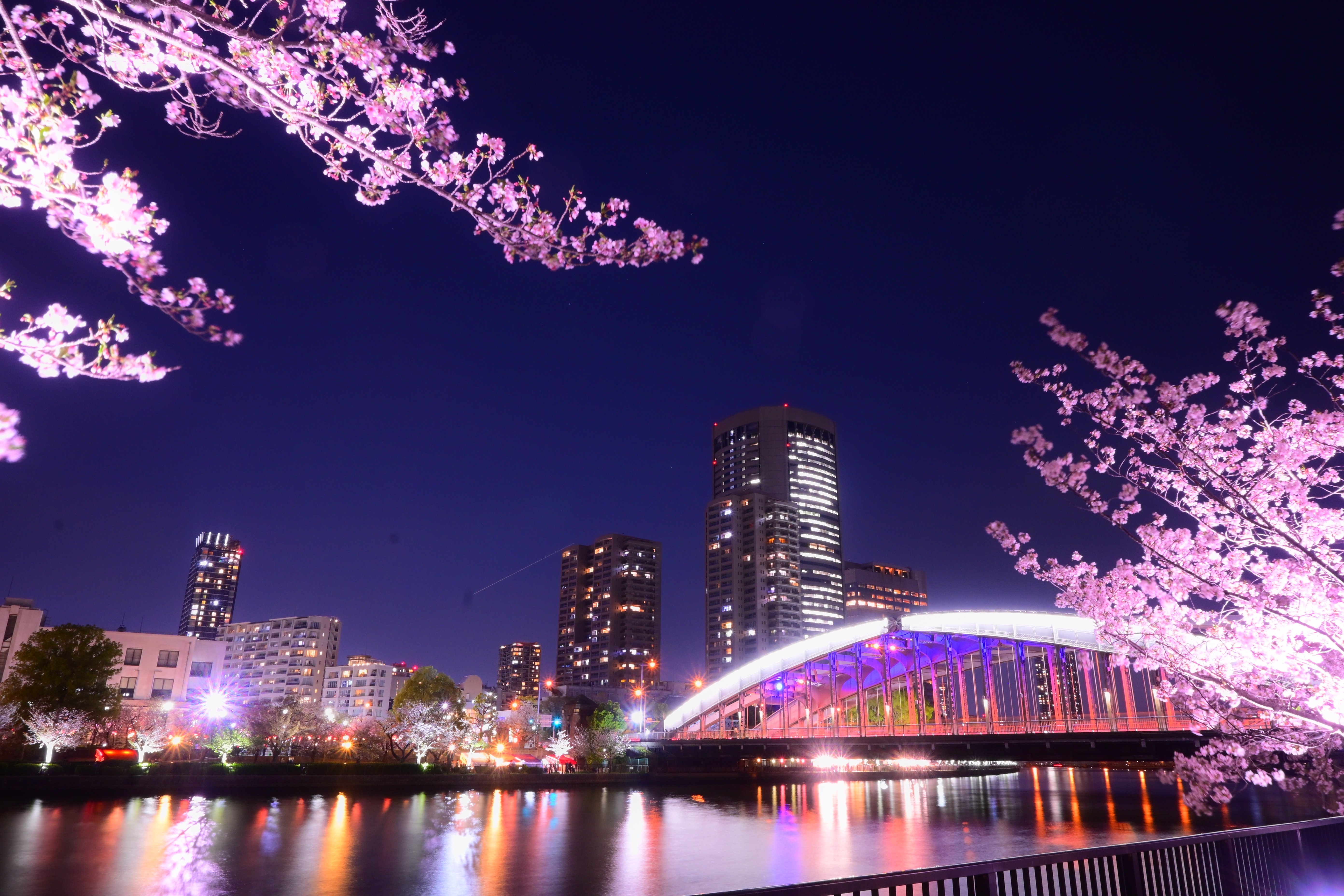 Z50IIで撮る vol.1「都市×夜桜」全8枚｜ねこ