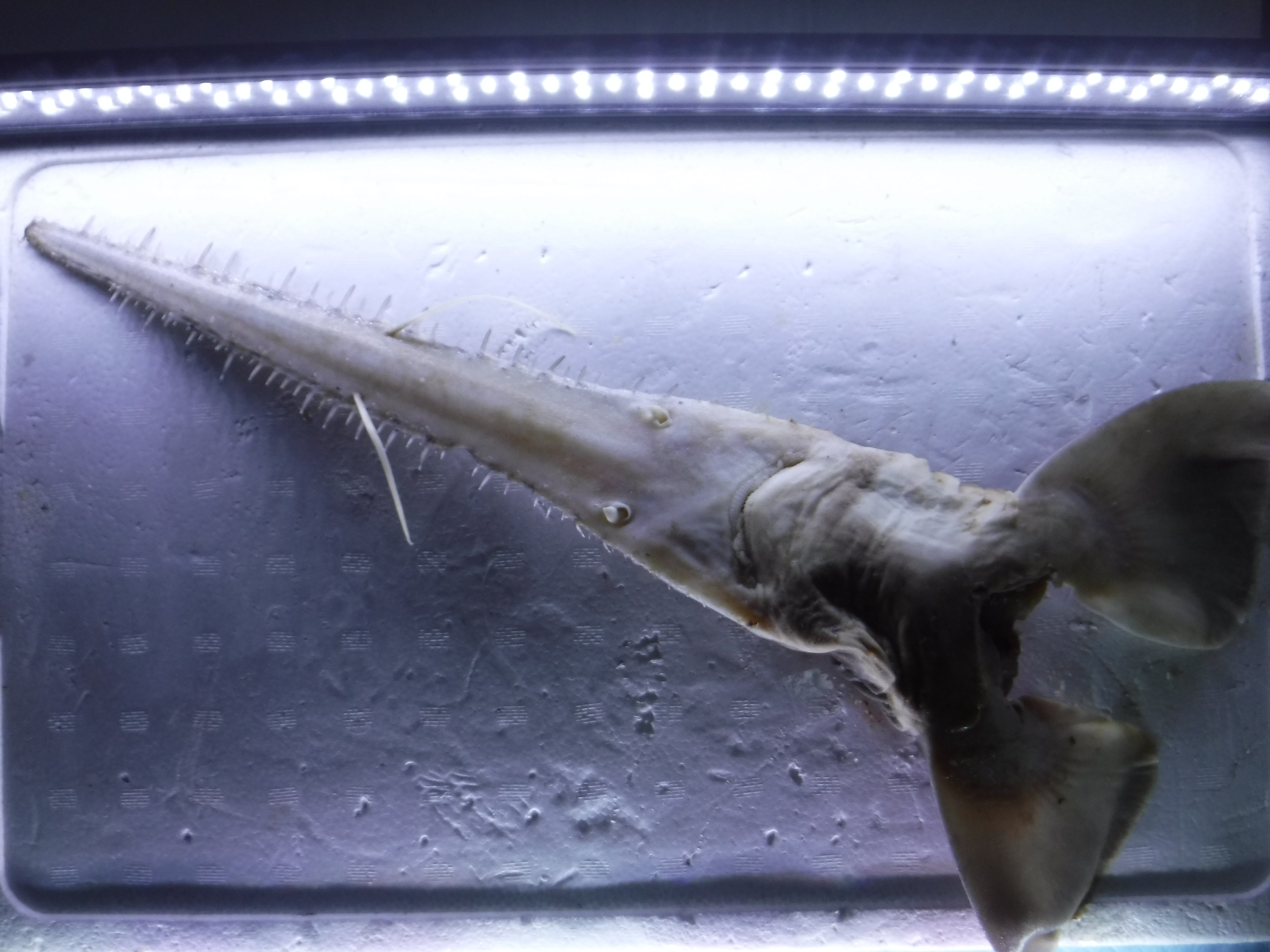 標本解説③（ノコギリザメ）｜とある海洋学部生