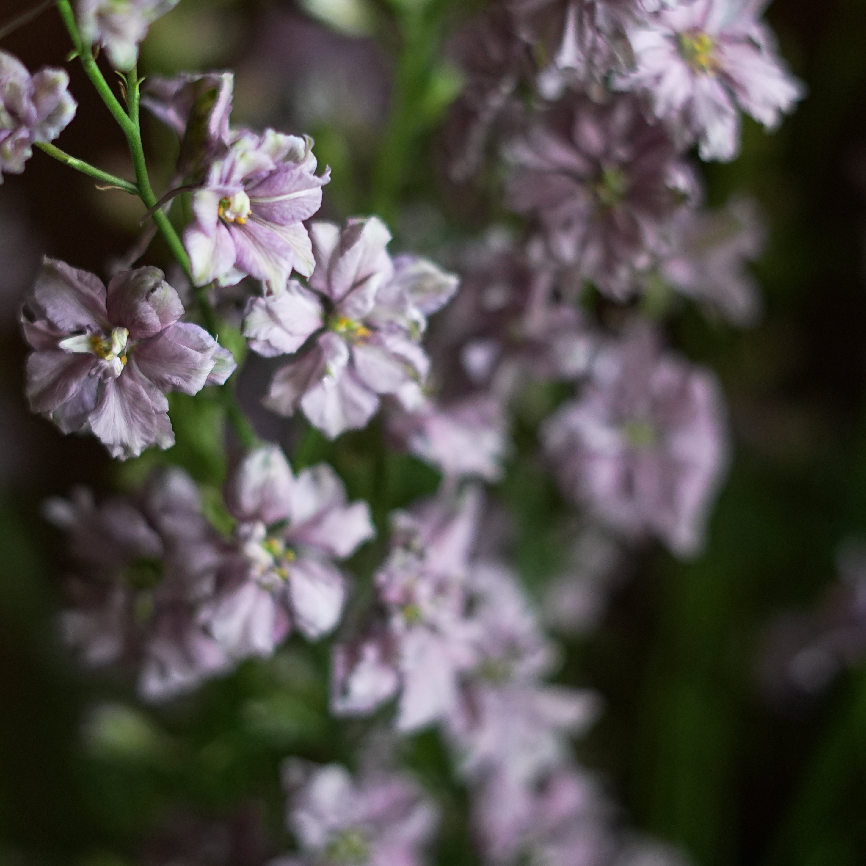 今日の花 ラクスパー ミスティーラベンダー｜花屋のラフ
