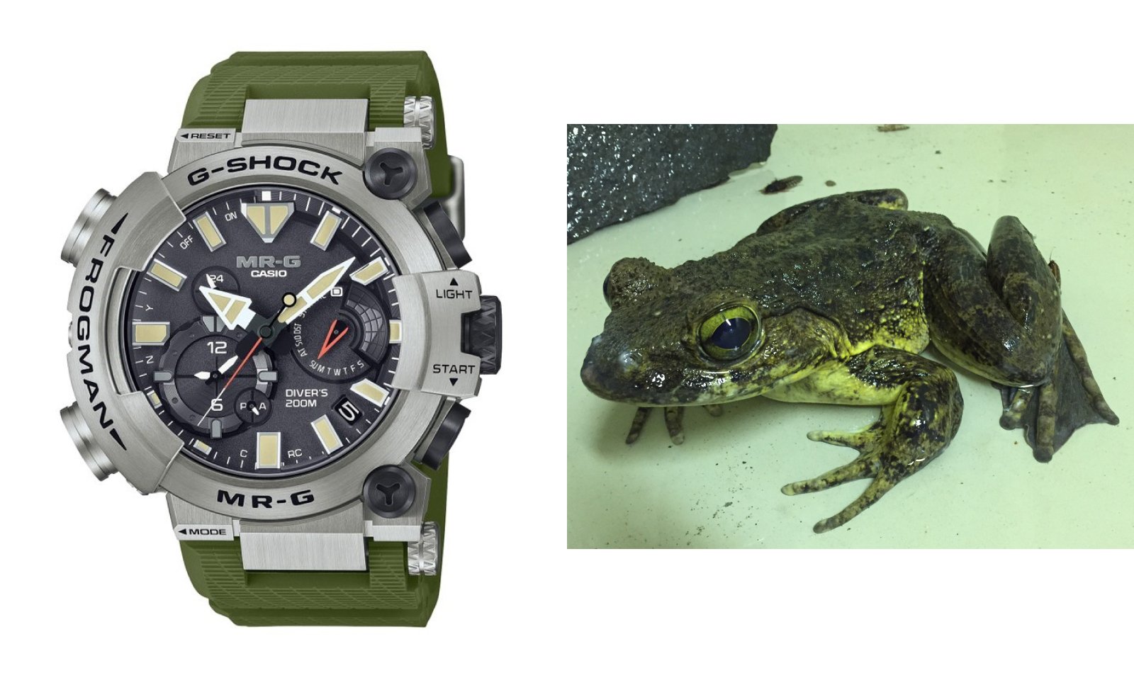 6月6日はカエルの日！FROGMANのモチーフになったカエルたちをご紹介し