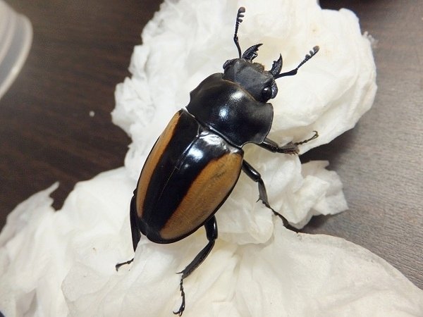 ベルシコロールツヤクワガタの飼育記録【2012～2013】｜AKECHI