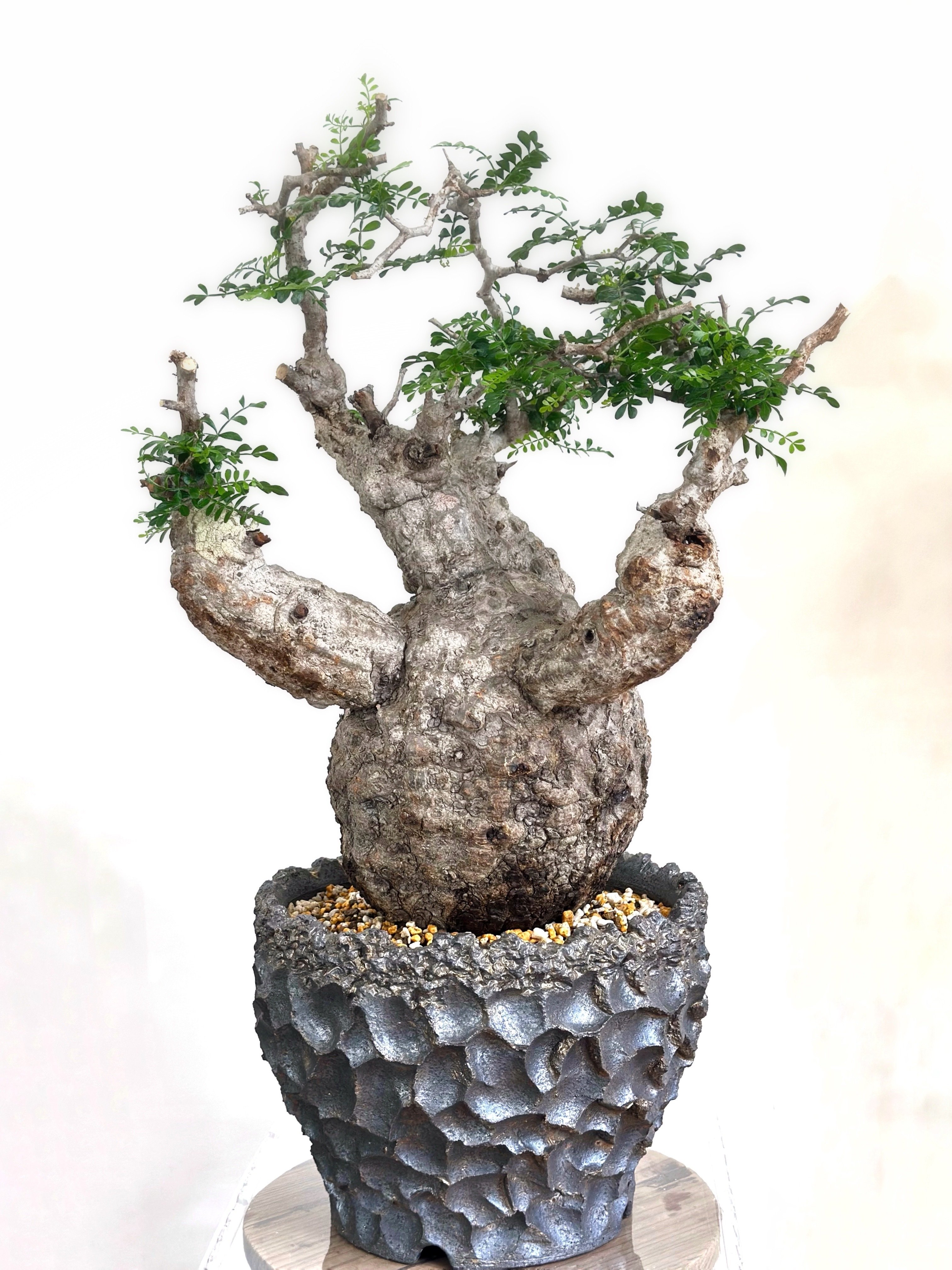 オペルクリカリア・パキプス ぼこぼこ丸株 ベアルート オペルクリ