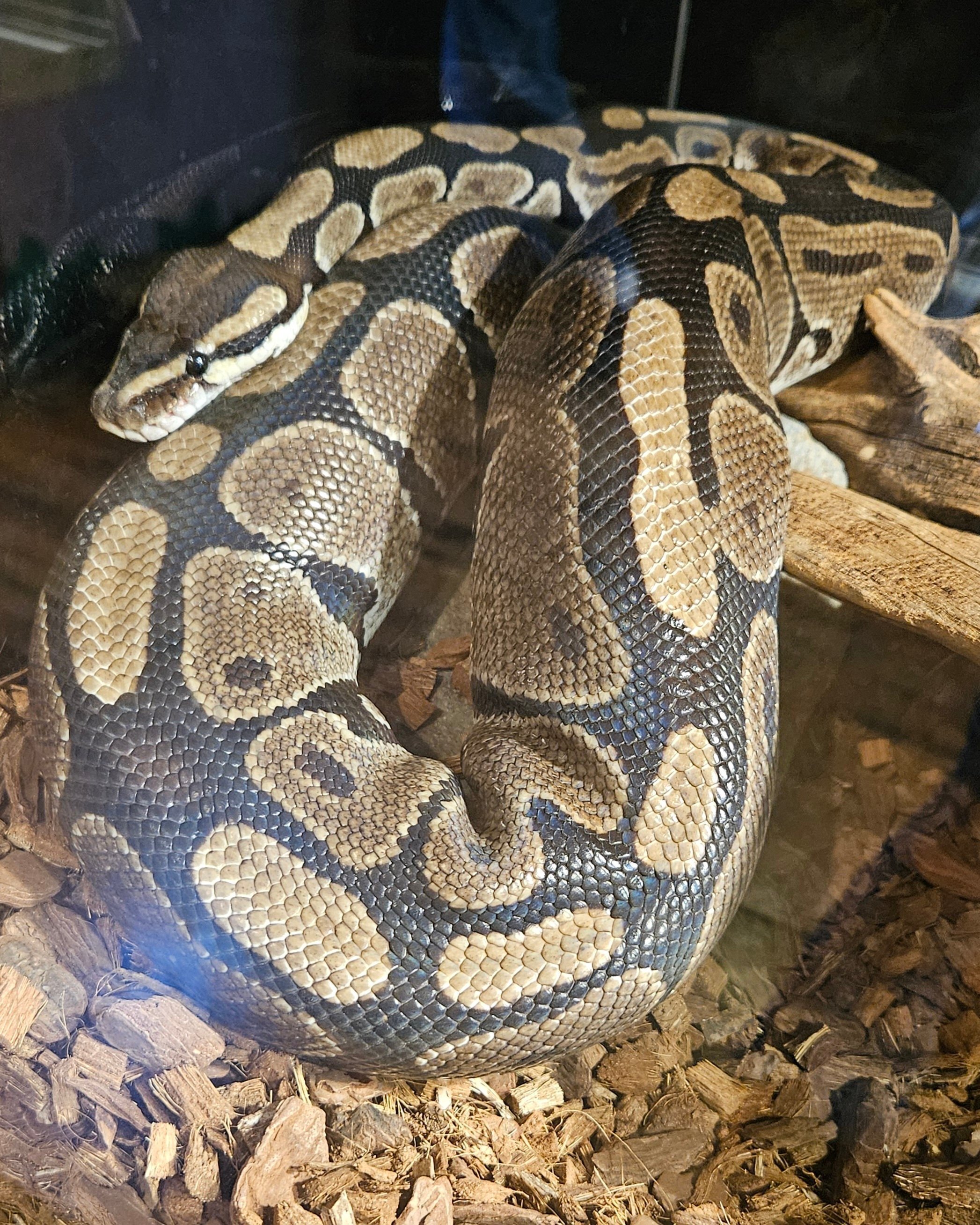 The Lost Universe 古代の巨大ヘビ①ヘビの始まり｜美原さつき