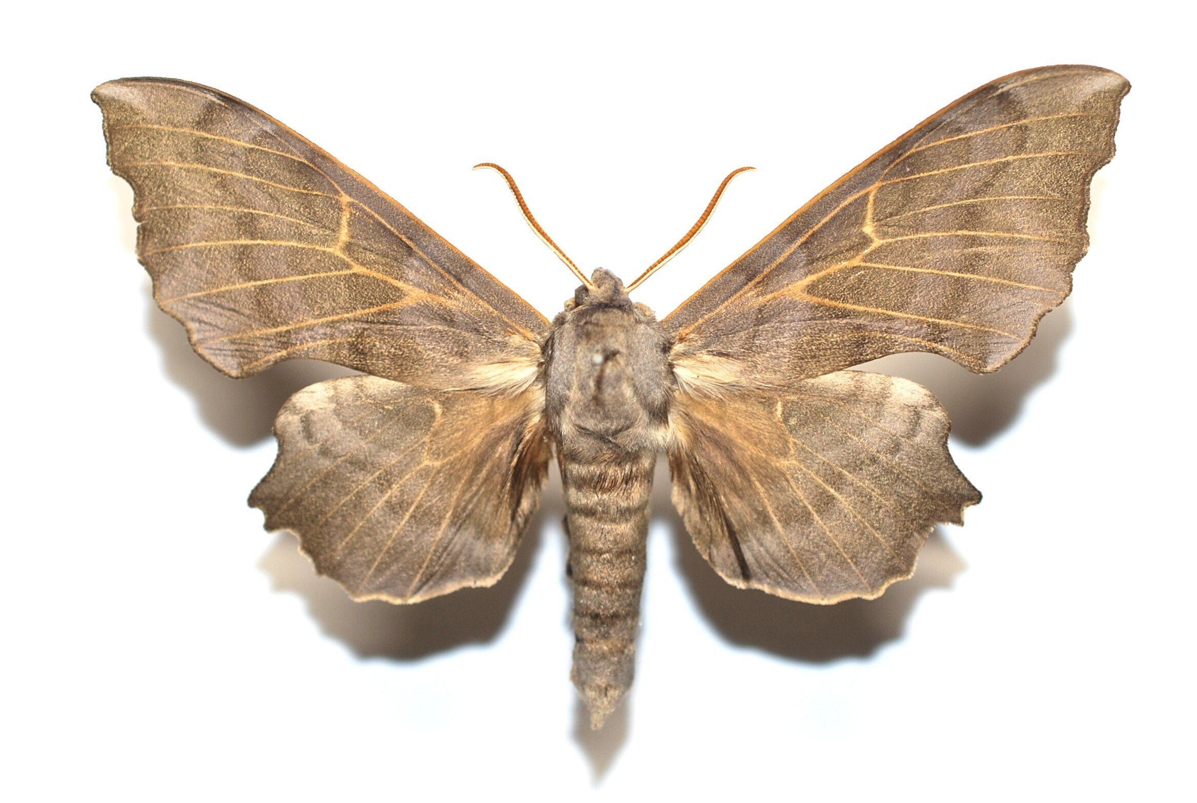 標本箱の中身～ヤママユ,スズメガたち｜h2so4