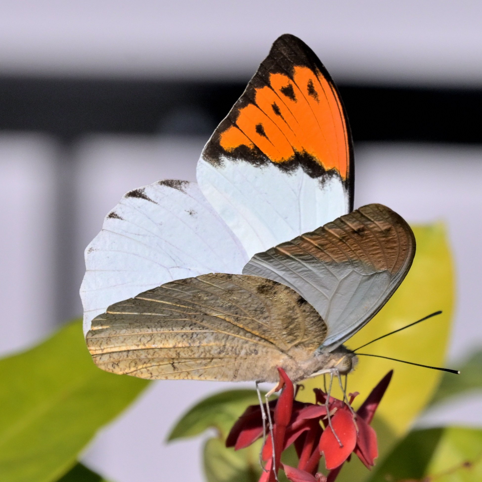 新春価格‼️ツマベニチョウ♂♀標本☆ブータン王国産☆入手困難地域