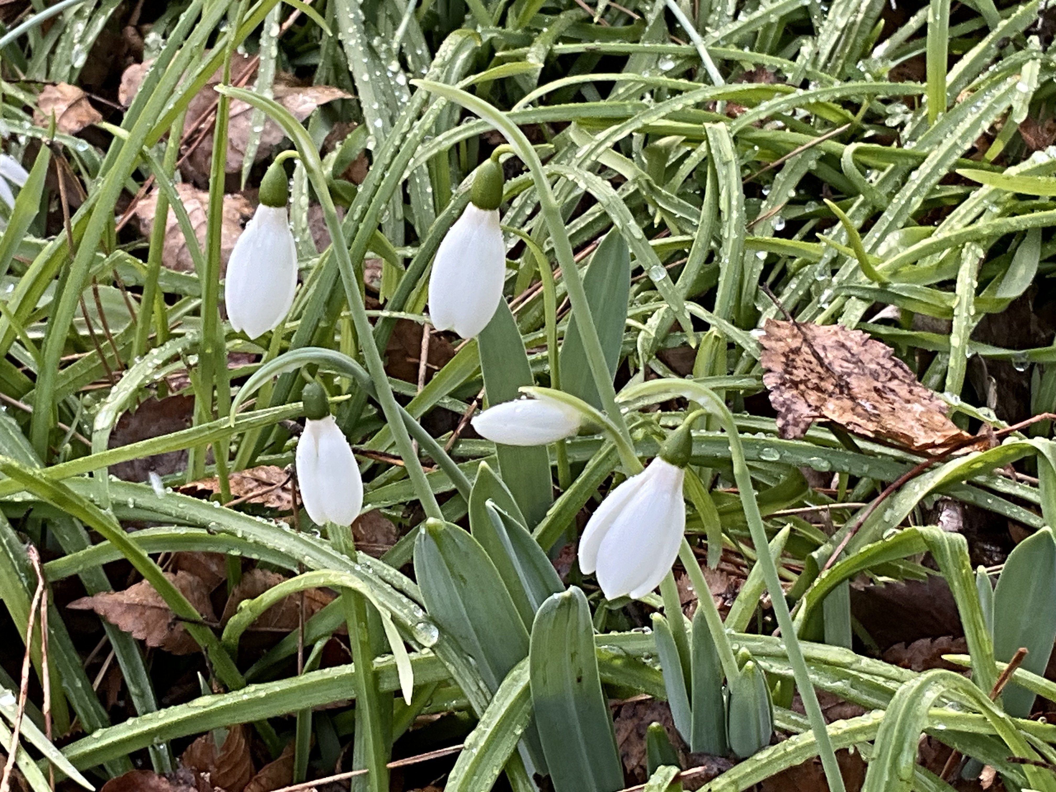 スノードロップ（京都府立植物園）：2026年1月22日（木）｜藤井秀昭