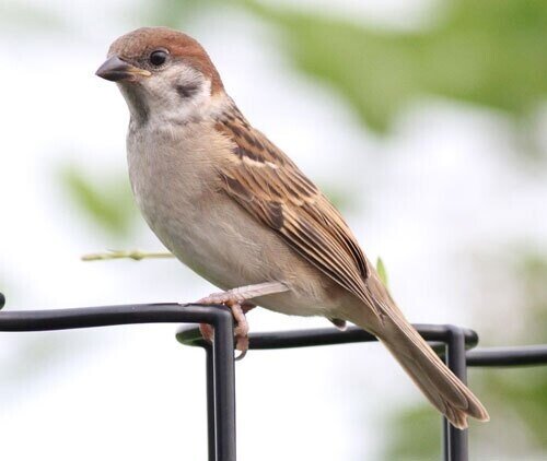 第1528回 スズメに似た鳥｜翆野 大地
